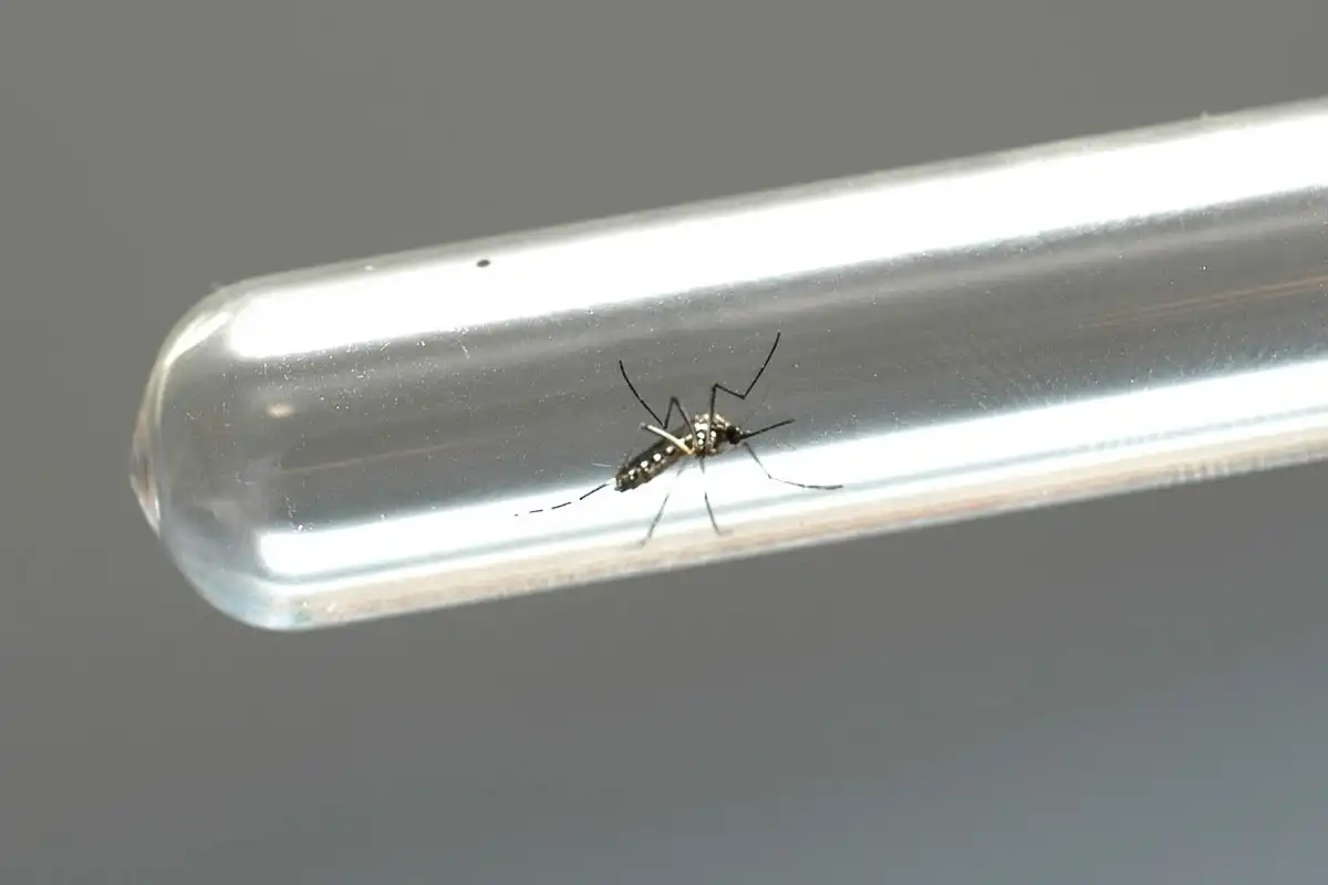 Casos de dengue caem 93,1% no Paraná em 2025, o que não dispensa cuidados Foto: Arquivo AEN