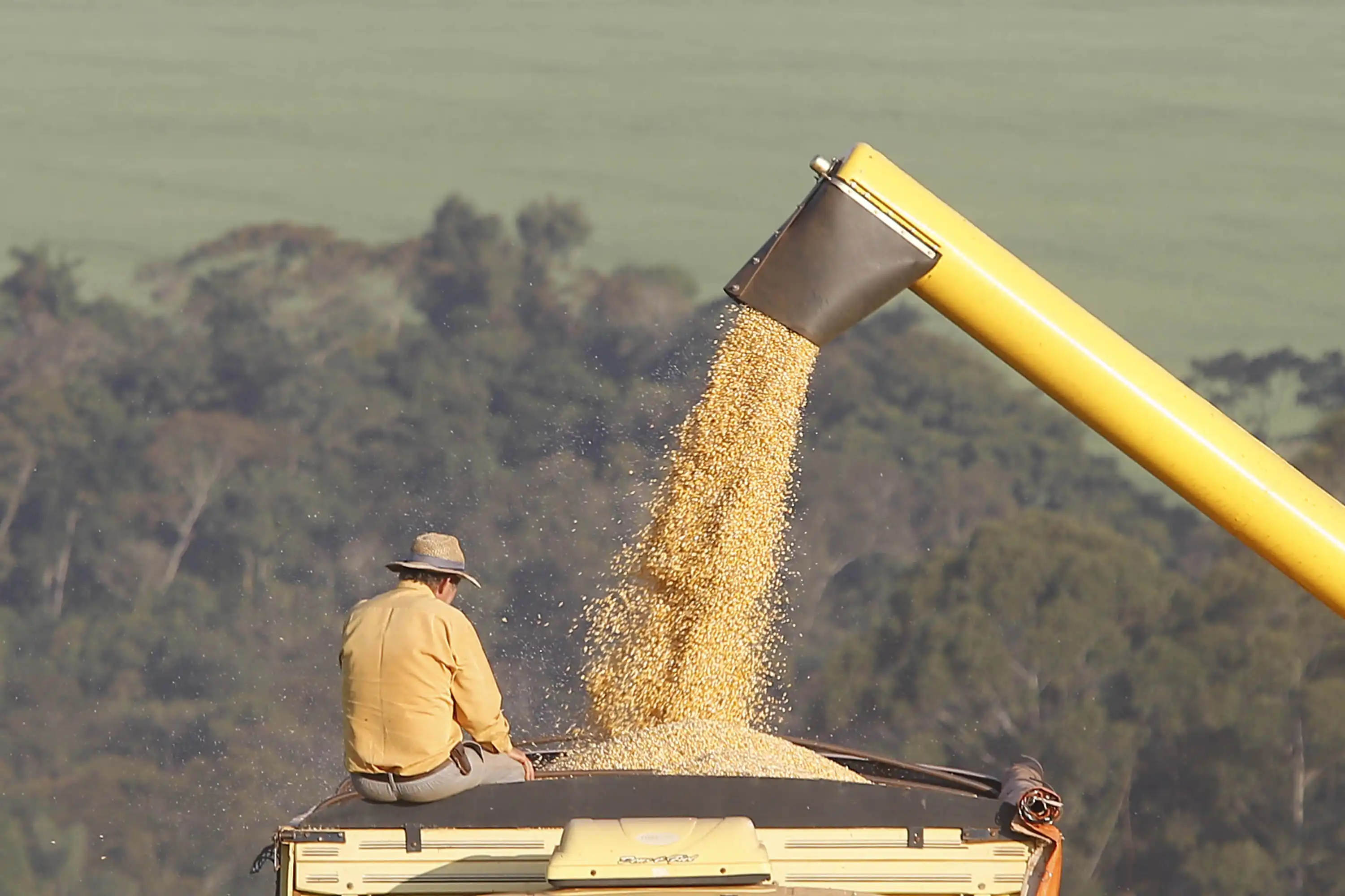Safra de milho do Paraná deve ter a maior produtividade média da história Foto: Albari Rosa/Arquivo AEN