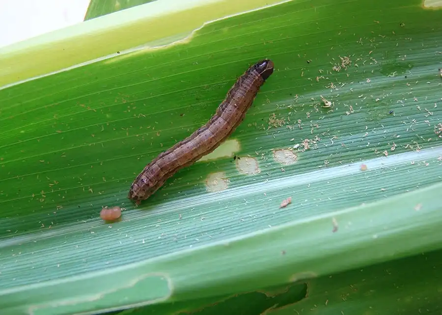 Lagarta-do-cartucho é uma das piores pragas agrícolas e atinge mais de 200 culturas Foto: Marina Pessoa
