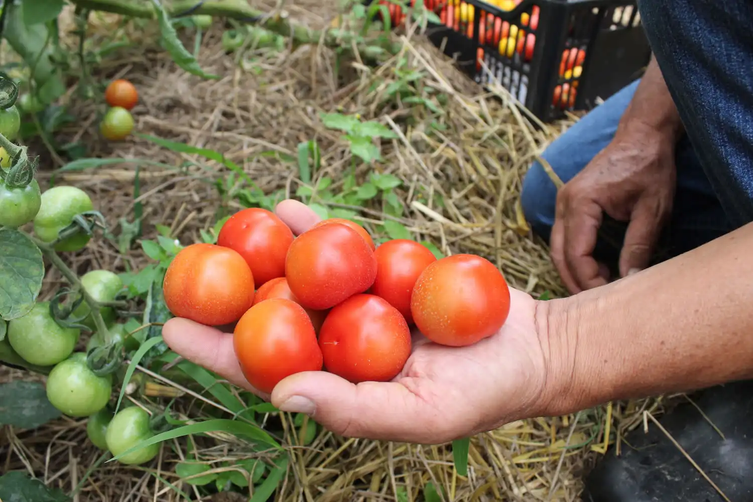 Produtor de orgânico certificado pelo Tecpar tem desconto em linhas de crédito do Plano Safra Foto: Tecpar