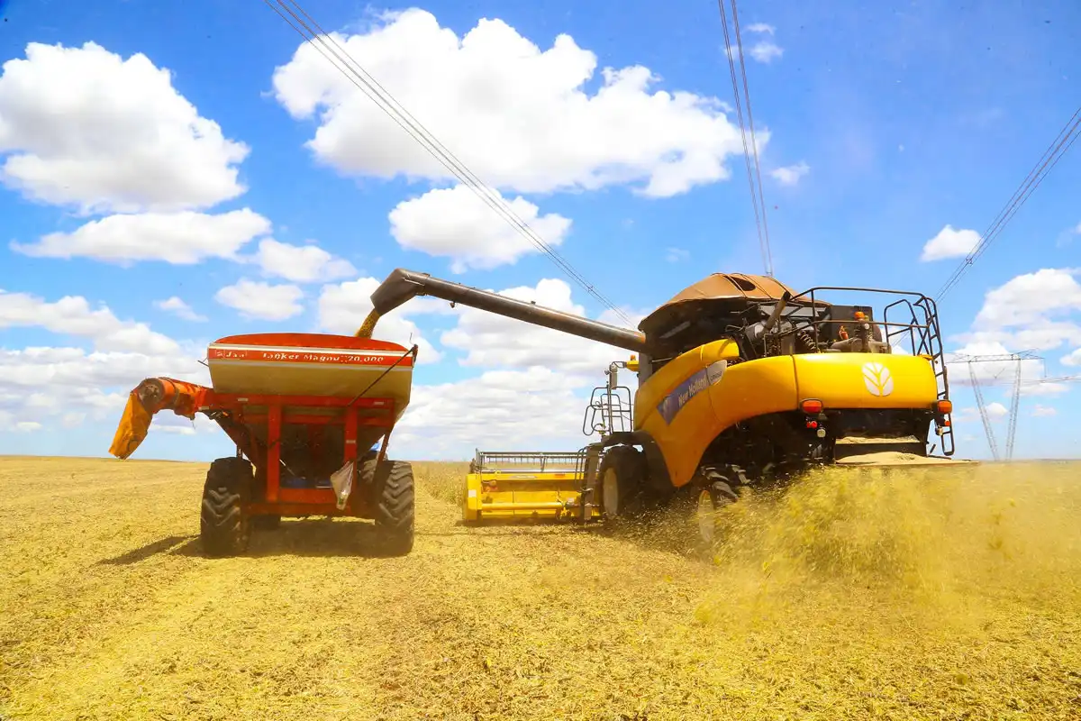Safra de soja 2025 na região macro oeste do Paraná supera expectativas com aumento de 8% na produção