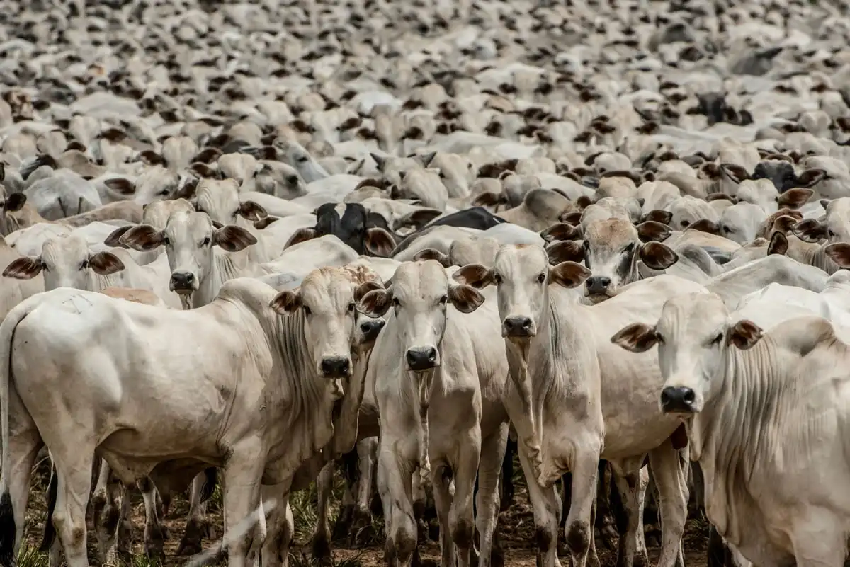 Foto: Governo de Mato Grosso