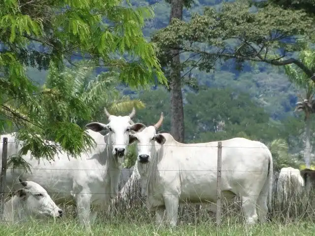 Preço da arroba do boi gordo tem expectativa de alta graças à China