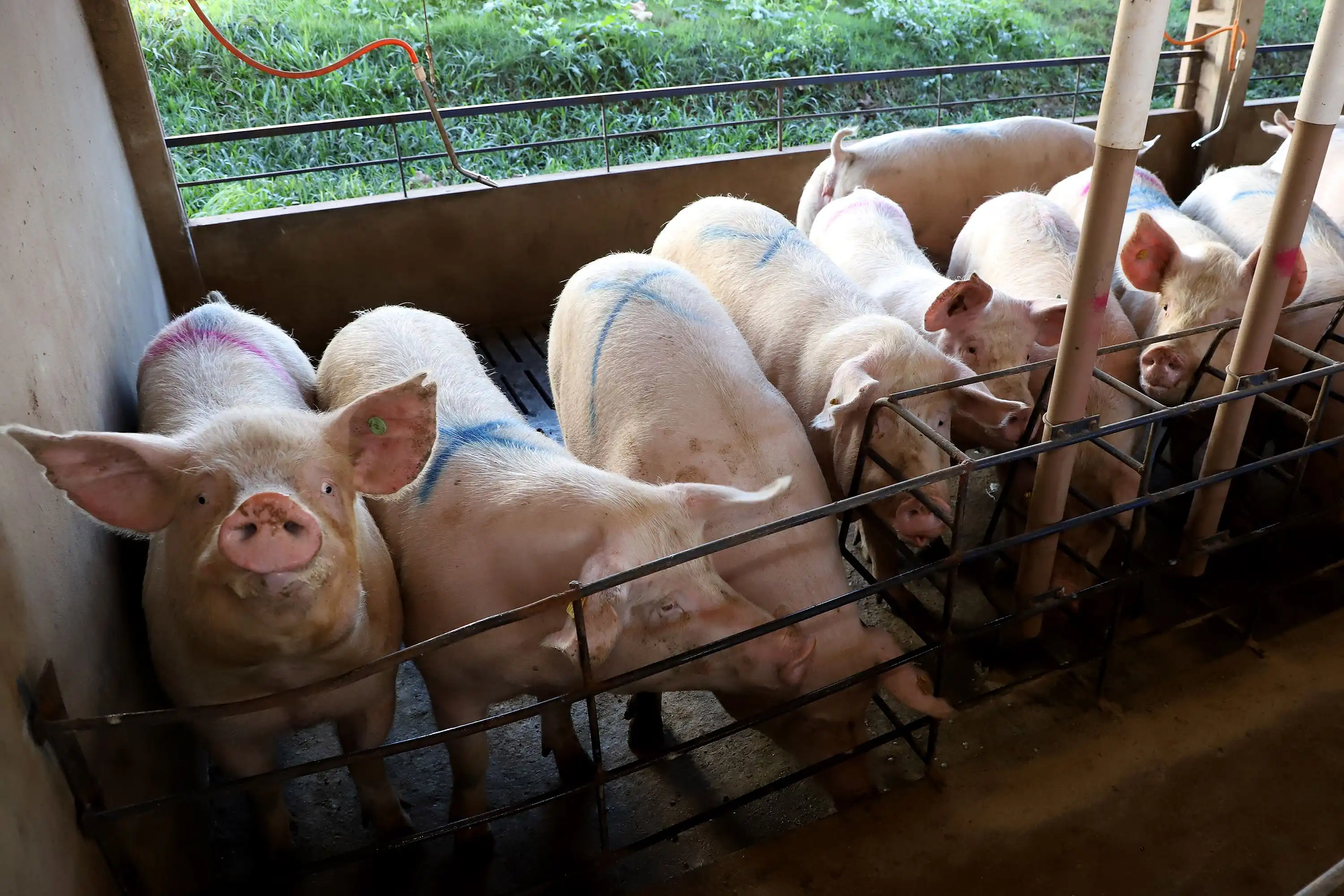 Em seis anos, Paraná eleva produção de suínos em 34% e de frangos em 24,4% Foto: Ari Dias/AEN