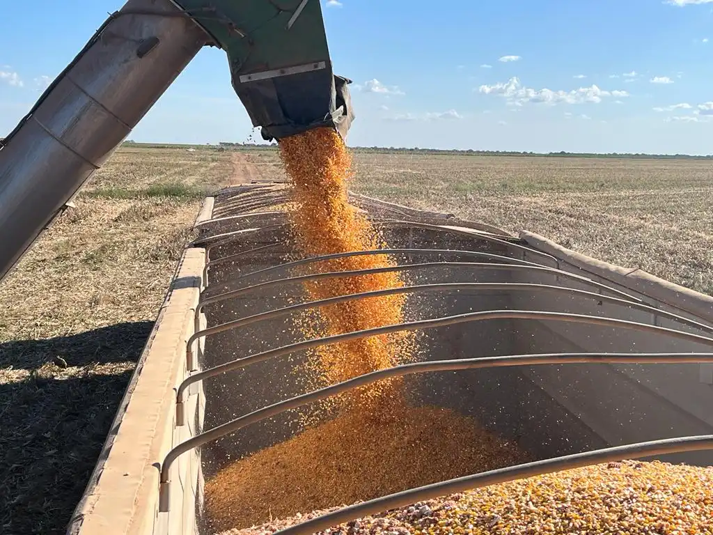 Foto: Pedro Silvestre/Canal Rural Mato Grosso
