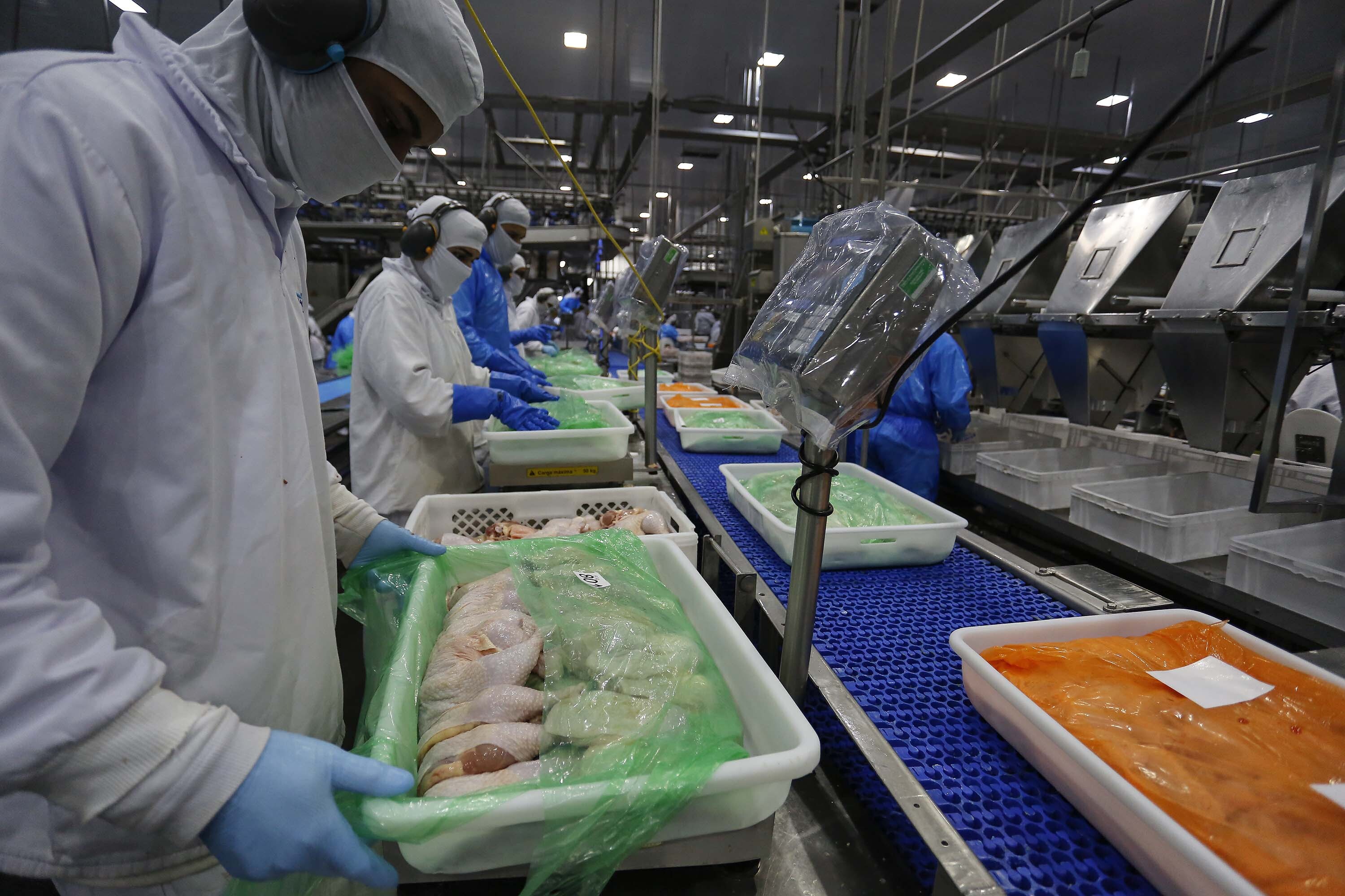 Paraná lidera crescimento absoluto na produção de frangos e suínos no Brasil