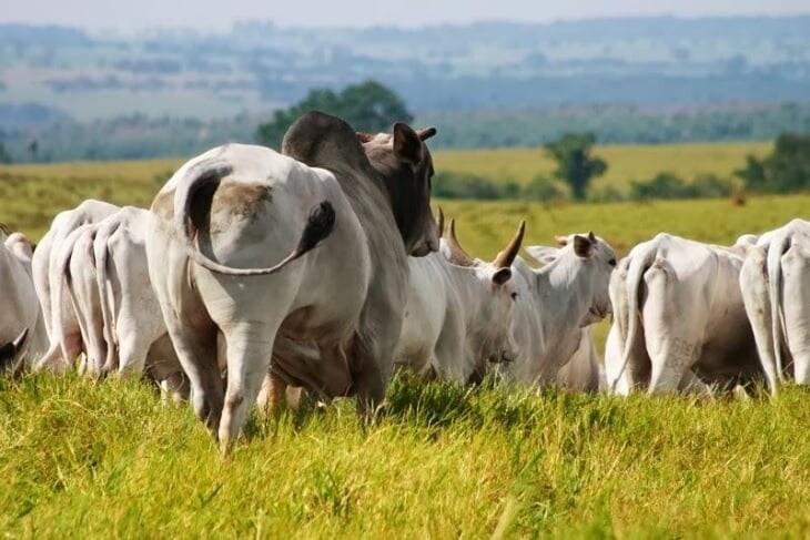 Preços do boi gordo, reposição e carne seguem estáveis no Brasil