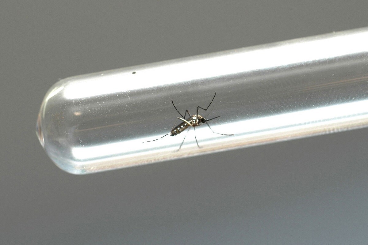 Casos de dengue caem 93,1% no Paraná em 2025; Estado recomenda cuidado constante