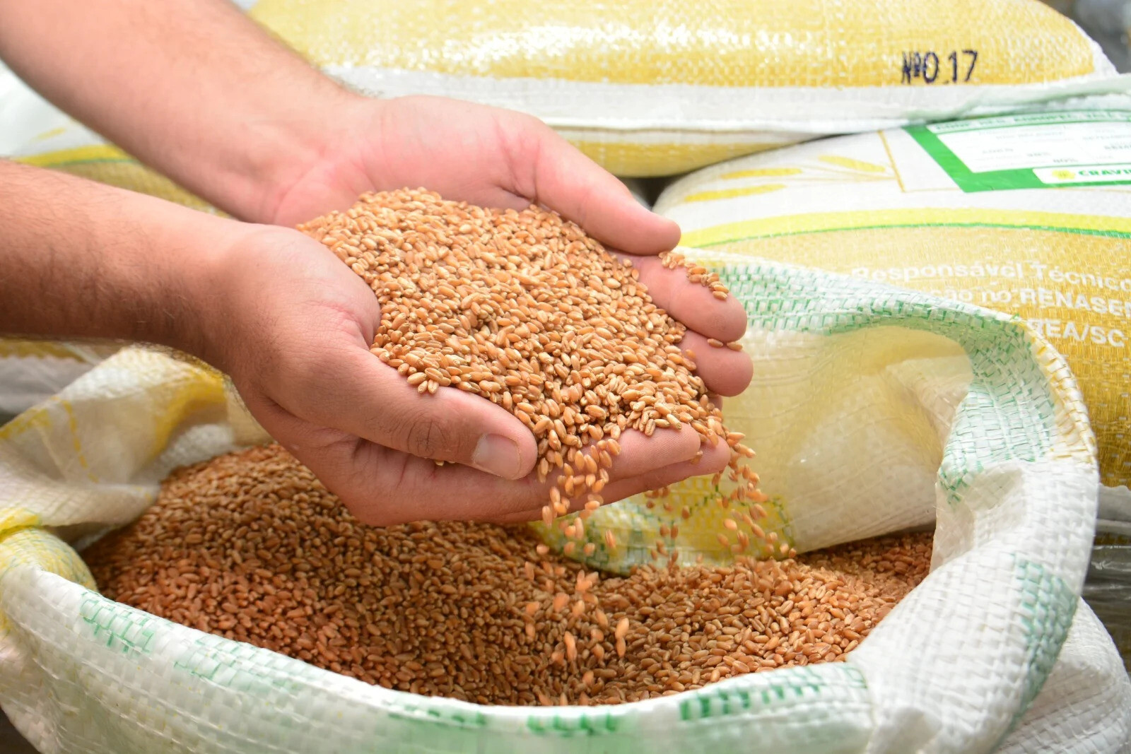 Produtores catarinentes receberão R$ 4 milhões para produção de cereais de inverno