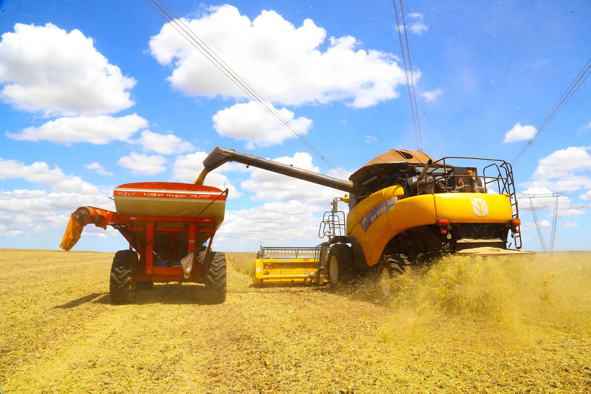 Safra de soja 2025 na região macro oeste do Paraná supera expectativas com aumento de 8% na produção