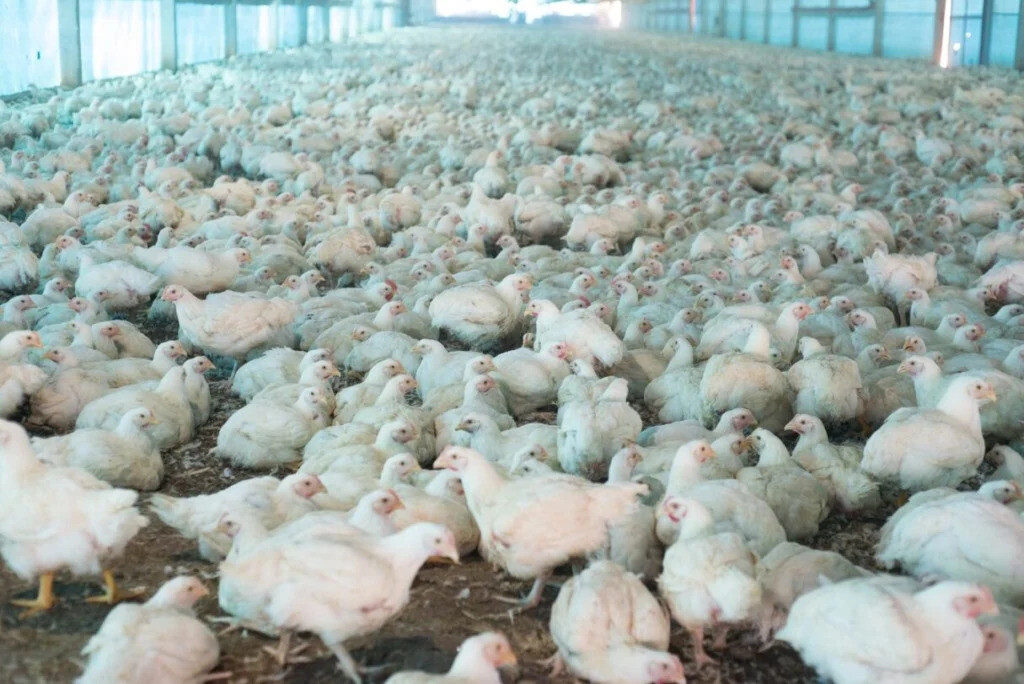 Brasil não tem mais casos suspeitos de gripe aviária em granja comercial